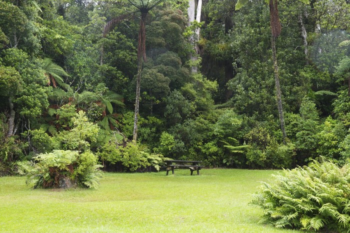 Picnic table in a lush forest clearing