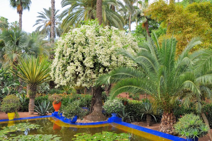 Jardin Majorelle, Marrakech, Morocco