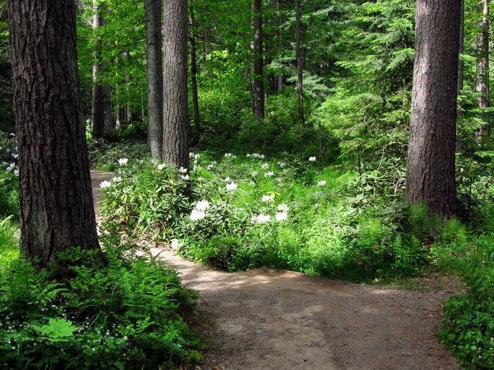 Forest path with blooming rhododendrons and ferns