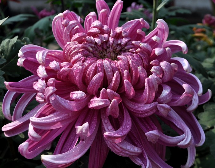 Close-up of a purple chrysanthemum flower with water droplets
