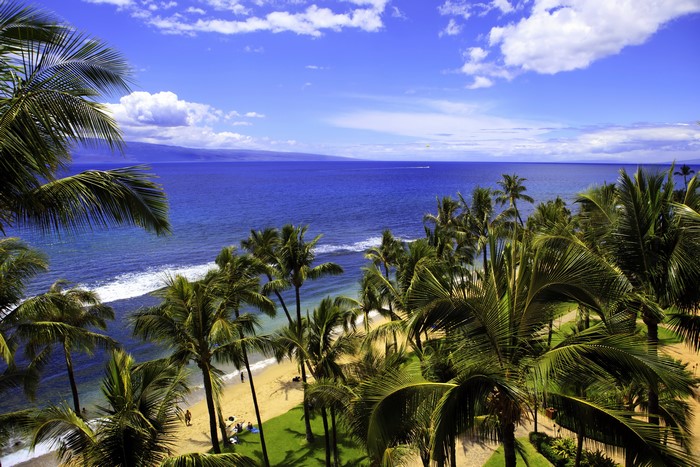 Palm Trees Overlooking a Tropical Beach in Hawaii