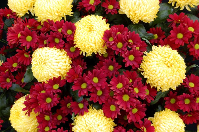 Yellow and red chrysanthemums