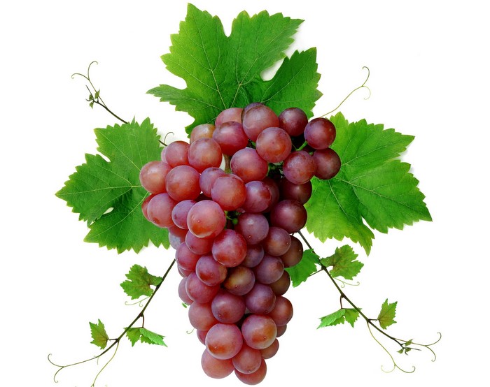Red grapes with green leaves and tendrils