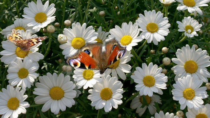 Two butterflies on white daisies