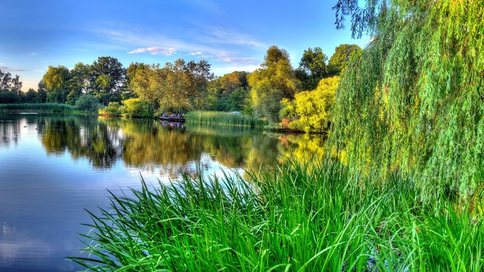A serene lake with trees and a weeping willow