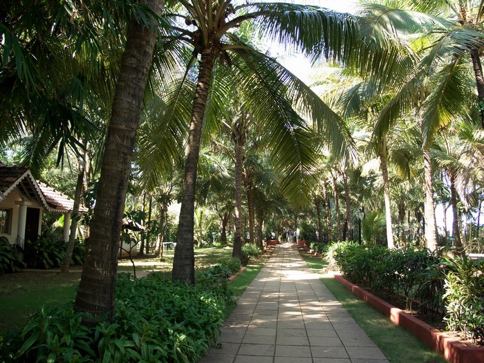 Pathway lined with palm trees and tropical plants