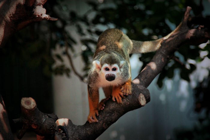 Squirrel monkey on a tree branch
