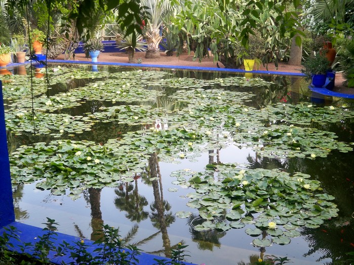 Jardin Majorelle pond with water lilies and reflections