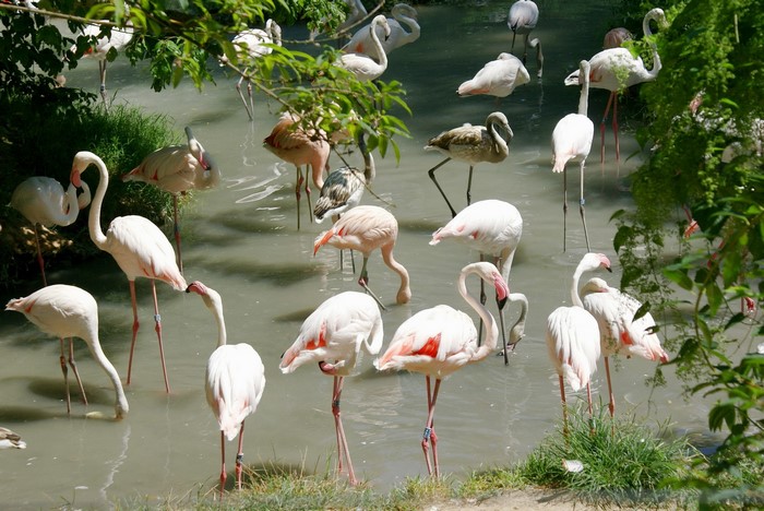 A flock of flamingos in shallow water