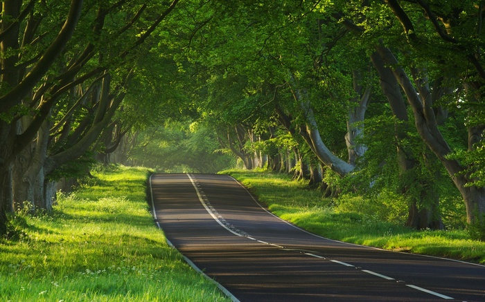 A winding road through a sun-dappled forest tunnel