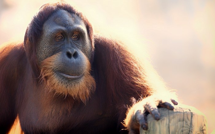 Close-up of an orangutan's face