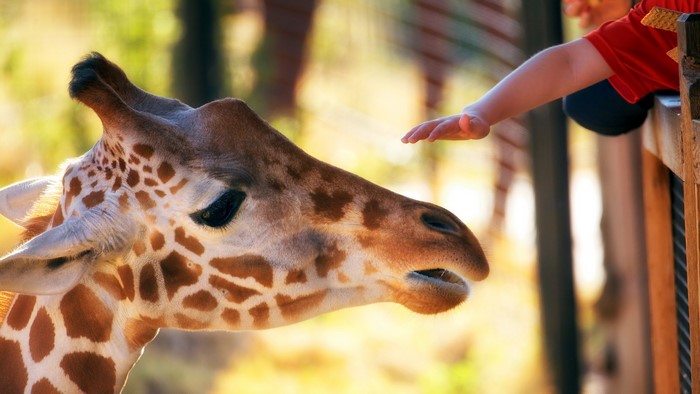 Child petting a giraffe at the zoo