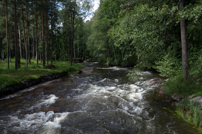 River flowing through a forest