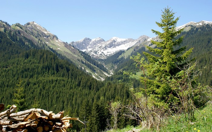 Mountains and forest valley with snow-capped peaks