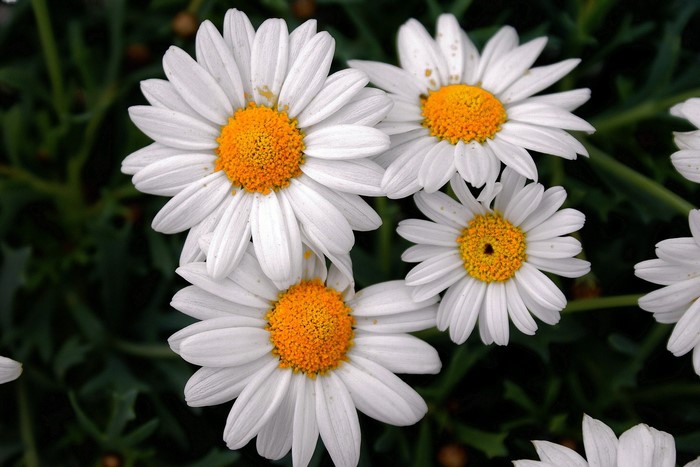 Close-up of white daisies with yellow centers