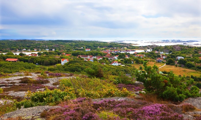 Coastal village with houses and heather in Sweden
