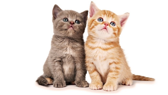 Two cute kittens sitting and looking up