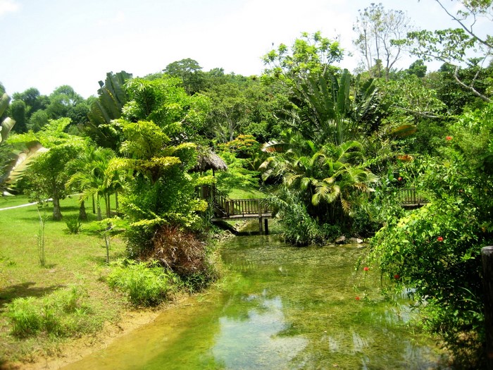 Tropical garden with a stream and bridges