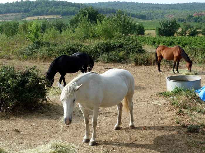 Three horses in a field with vineyards in the background
