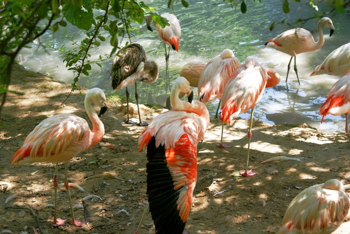 Flamingos by the water
