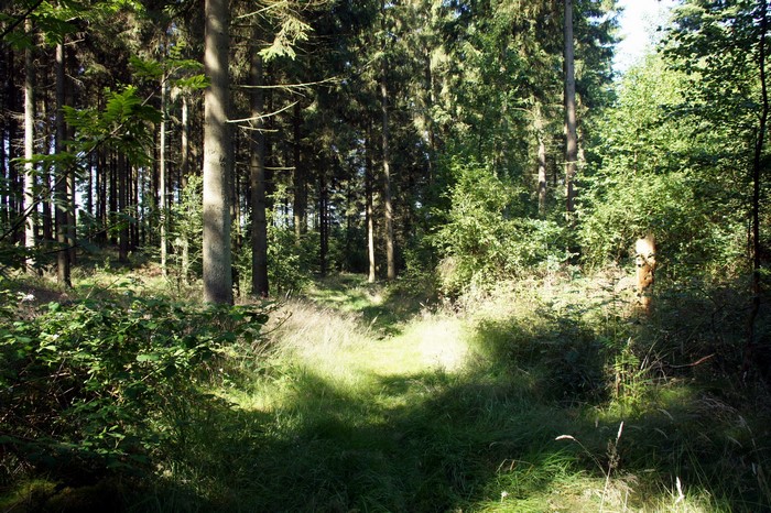 Forest path with sunlight