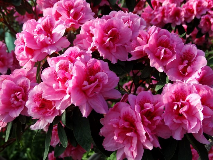Pink Rhododendron Flowers
