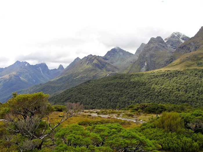 Mountain range with forested slopes and foreground vegetation