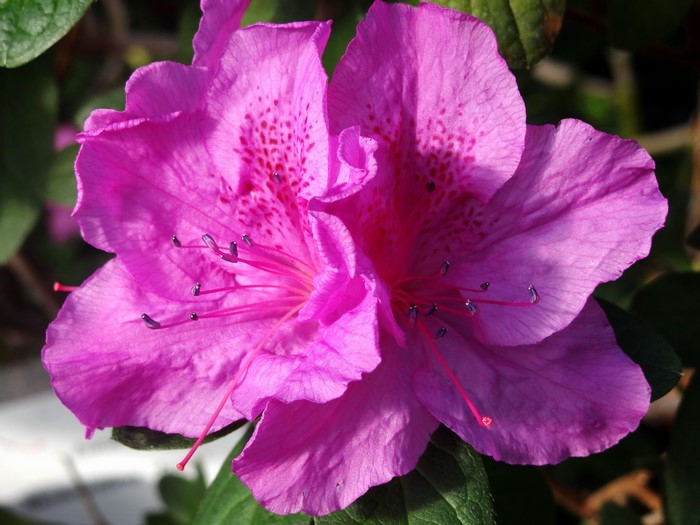 Close-up of two pink Rhododendron flowers