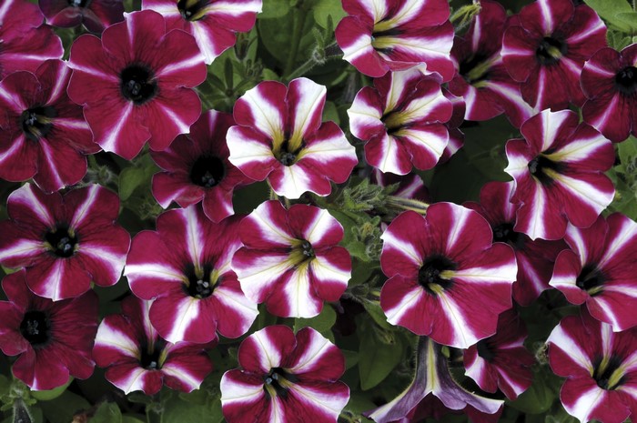 Petunias with striped red and white petals