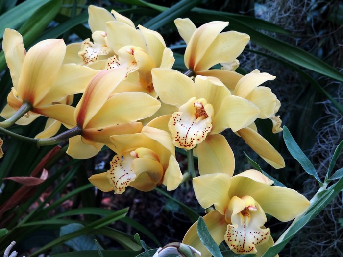 Yellow orchids with red spots on petals
