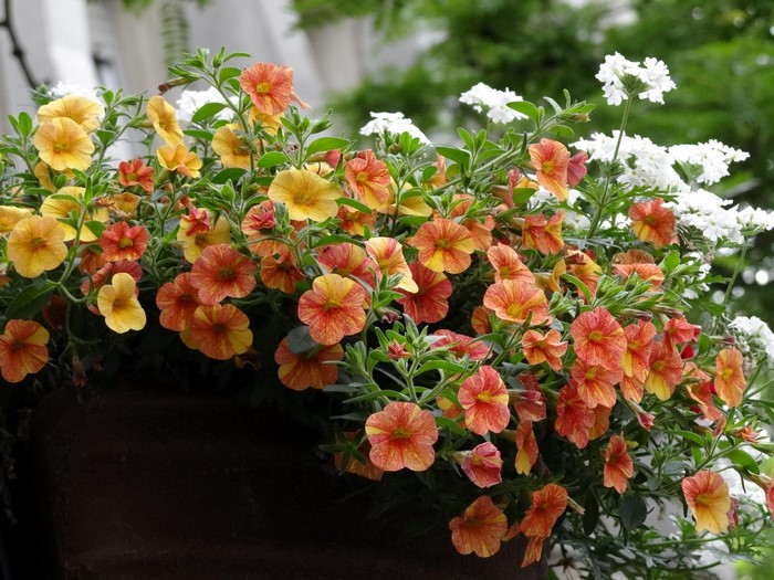 Orange and yellow petunias in a planter