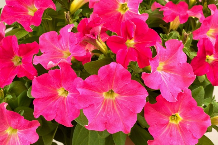 Pink and magenta petunias in bloom