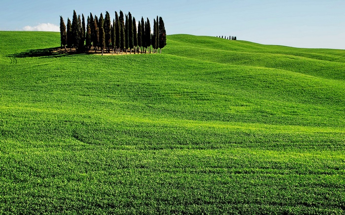 Rolling green hills with cypress trees under a blue sky