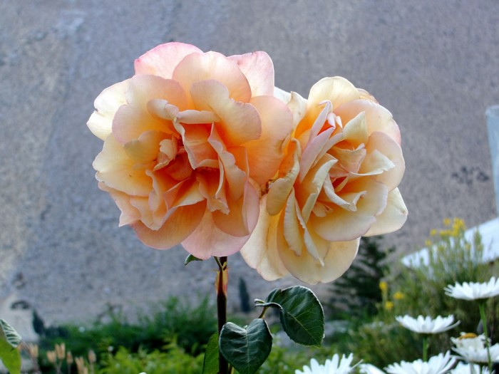 Two peach roses in a garden