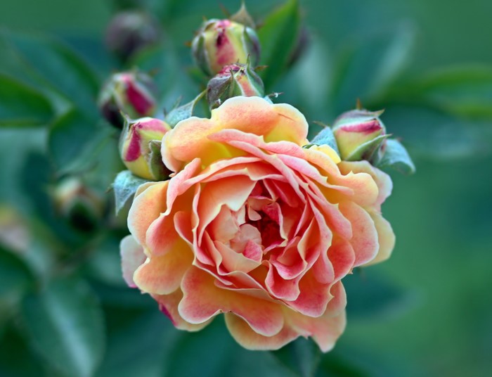 Close-up of a blooming peach and pink rose with buds