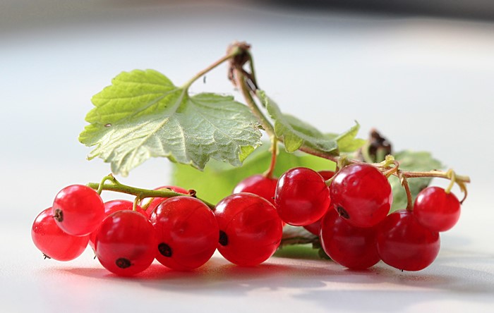 Red Currants on a Stem with Leaves