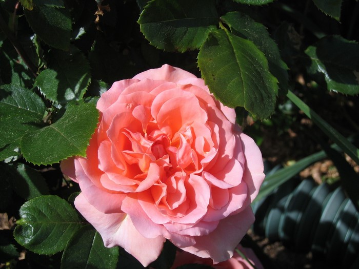 Close-up of a pink rose with green leaves