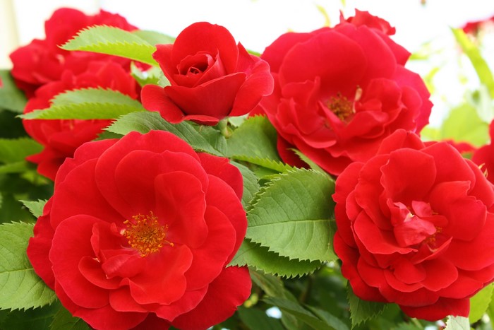 Red Roses and Green Leaves