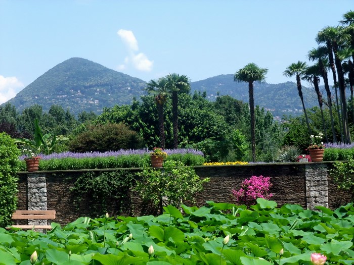 Botanical garden with lotus pond and mountains
