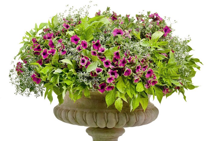 Purple and green flowers in a stone urn