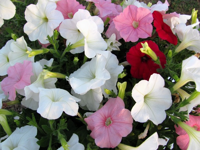 A close-up of colorful petunias in bloom