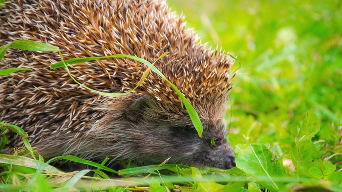 Hedgehog in green grass