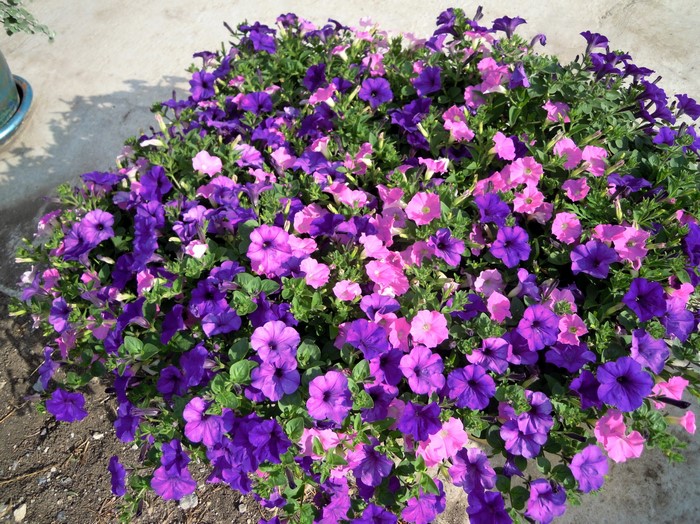 Purple and pink petunias in a planter