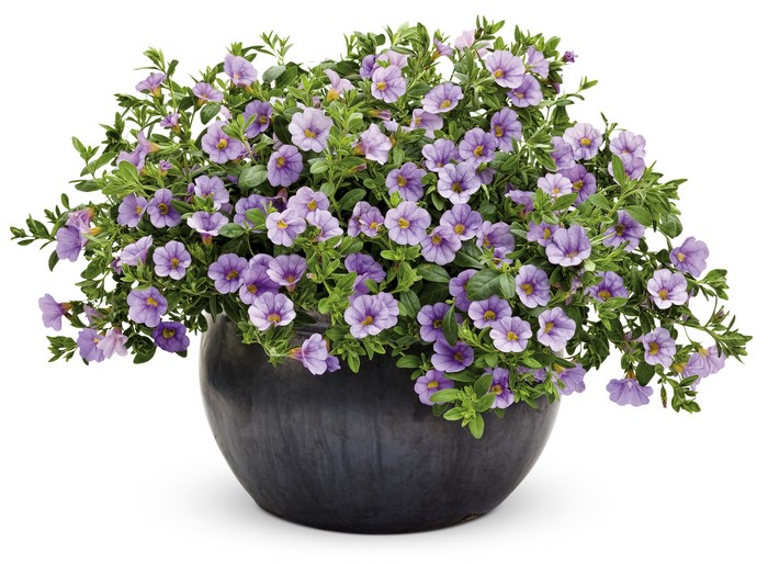 Calibrachoa flowers in a dark pot