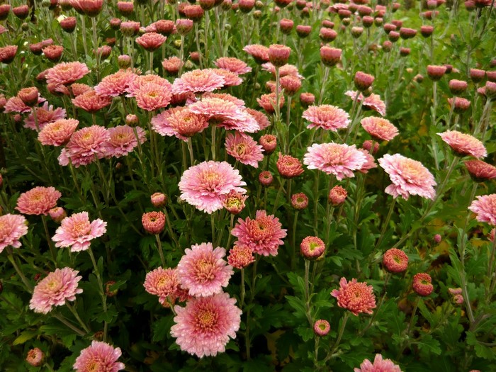 Pink Chrysanthemums in a Garden
