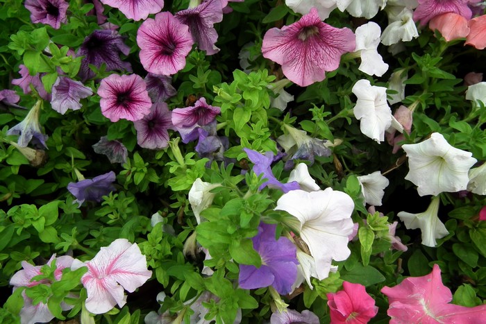 A bed of colorful petunias in bloom
