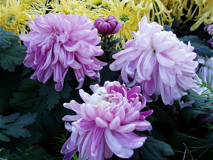 Chrysanthemums