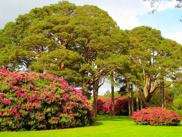 Muckross House Gardens Ireland with Rhododendrons and Pine Trees