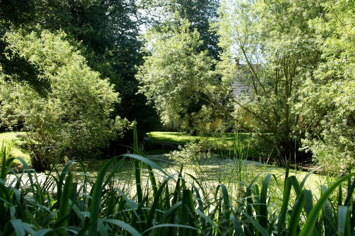 A pond with reeds and a house in the background