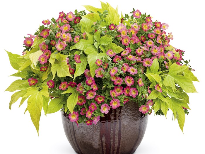 Calibrachoa flowers in a decorative pot